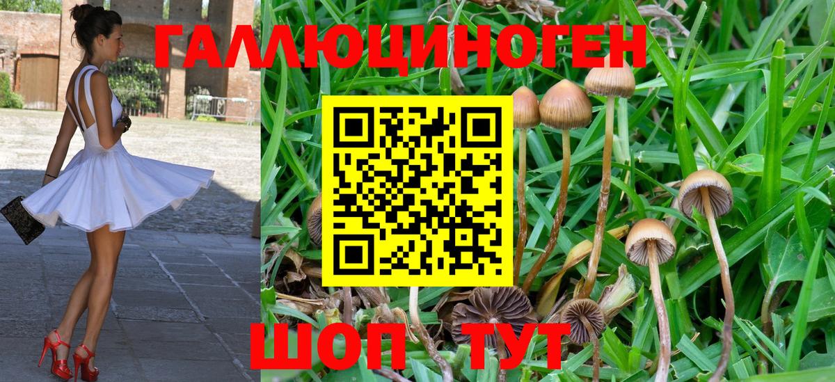 Псилоцибиновые грибы прущие грибы Абакан